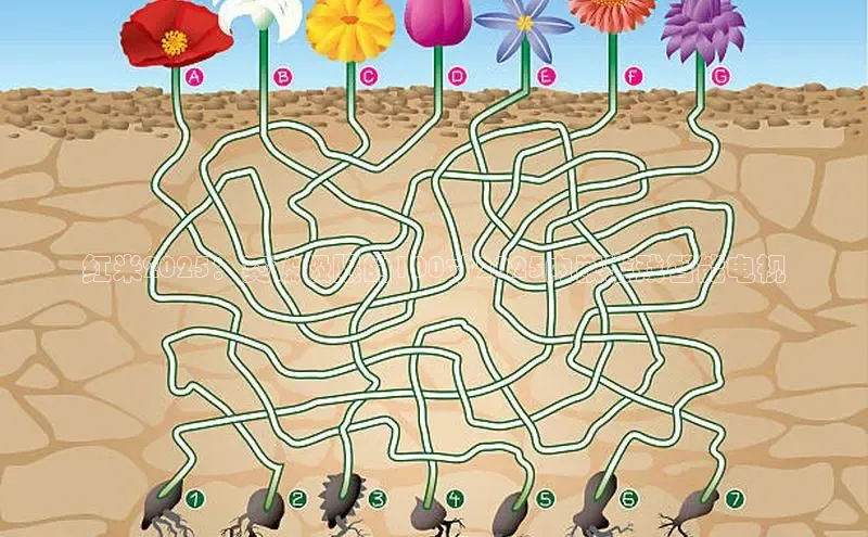 极速电竞比分网